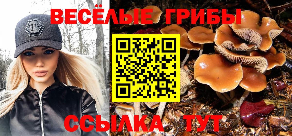 Псилоцибиновые грибы Psilocybe  Вход с VPN  Елабуга 